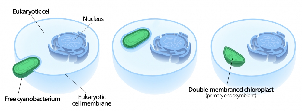 Endosymbiosis theory of chloroplast evolution